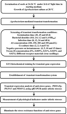 An efficient Agrobacterium-mediated transient transformation system and its application in gene function elucidation in Paeonia lactiflora Pall